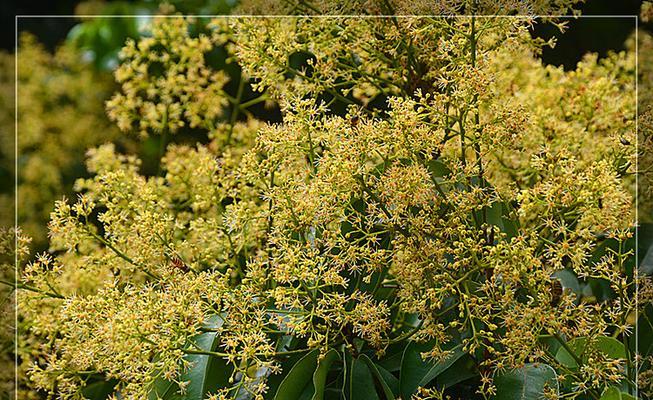 龙眼树的开花时间（了解龙眼树的花期和生长习性）