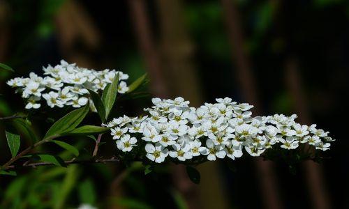 龙枣开花预兆（龙枣开花的标志和意义）