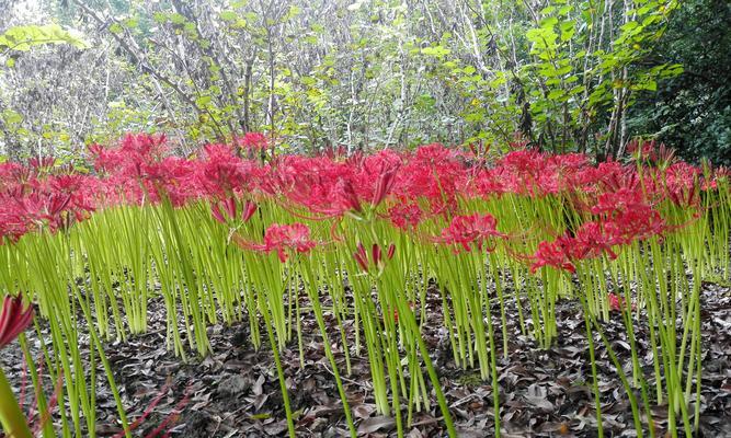 龙爪花（为什么龙爪花是卧室的完美选择）