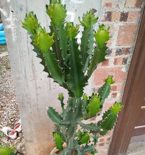 龙爪开花时间及品质详解（解读龙爪茶的开花规律）