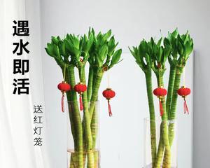 龙竹种植（探讨龙竹的两种种植方法）