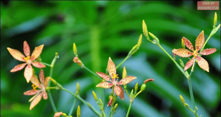 探秘神奇植物——龙棕（认识龙棕的起源）