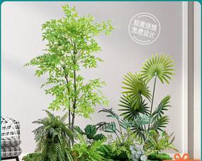 楼梯绿化，何种植物最适合（以舒适为标准选择植物）