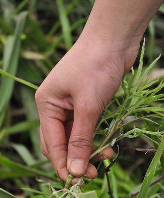 芦根挖掘时间的选择（挖掘芦根的最佳时间和注意事项）