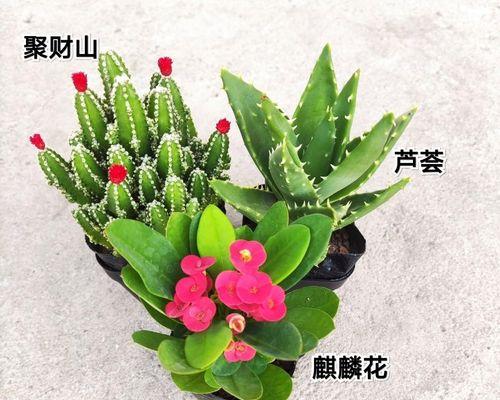 芦荟的象征意义（探秘芦荟所代表的文化价值）