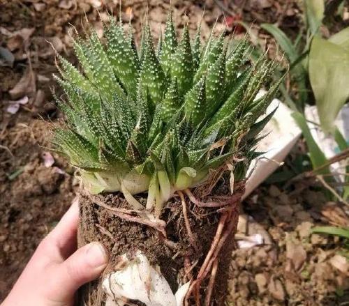 芦荟根系发达的原因和特点（探究芦荟根系的生长特征及其生态功能）