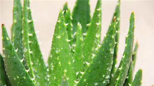 芦荟科植物详解（探秘芦荟科植物的奥秘）