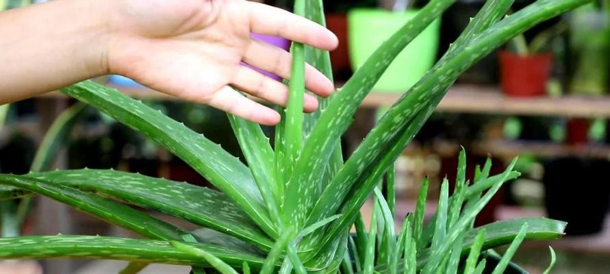 芦荟的茶水浇灌（有效的植物护理方法）