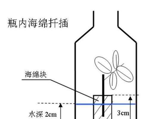 芦荟扦插生根最快的方法（15个简单技巧助你成功扦插芦荟）