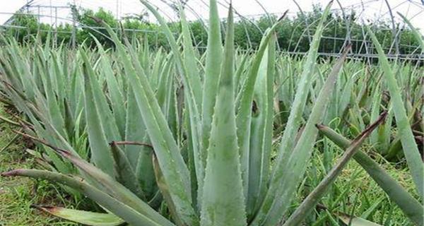 芦荟种植指南（什么时候播种最适合）