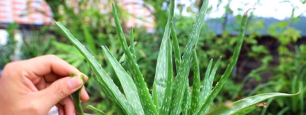 芦荟的生长环境与特点（探究芦荟的生存之道）