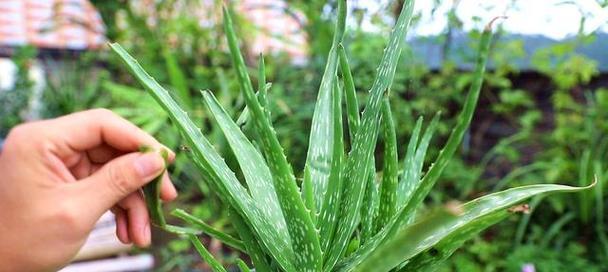 芦荟的养殖场所选择（室内还是室外）