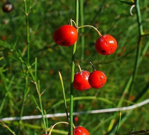 芦笋的盆栽种植方法（快乐种芦笋）