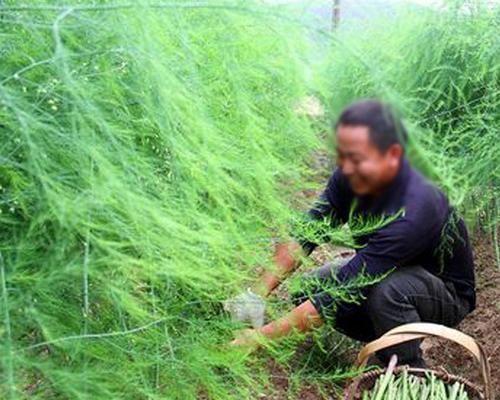 芦笋在花盆里的种植技巧（如何在家中养护健康的芦笋）