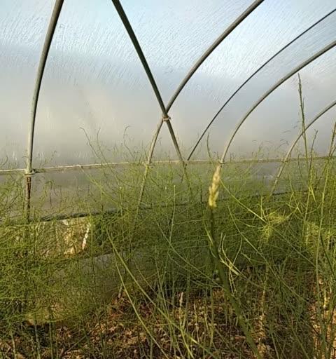 芦笋的采摘时间和技巧（掌握采摘时间）