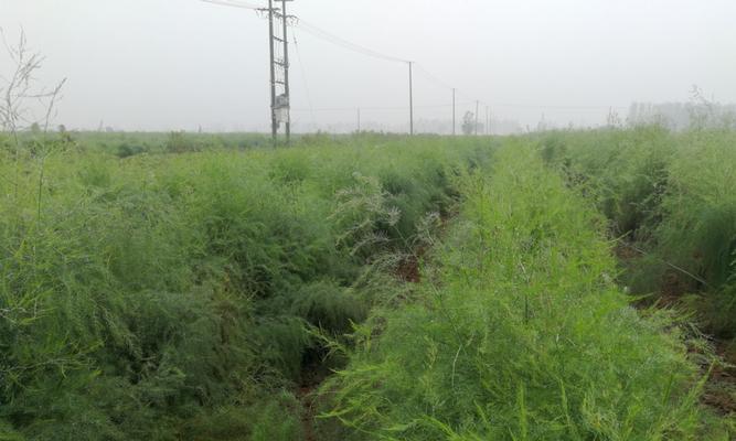 芦笋修剪的最佳时间（春季剪枝）