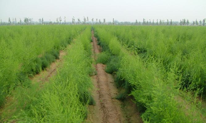 芦笋的最佳种植时间（了解种植时间）