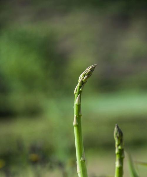 芦笋的生长条件及适宜环境（探究芦笋的生长温度和生长地点）