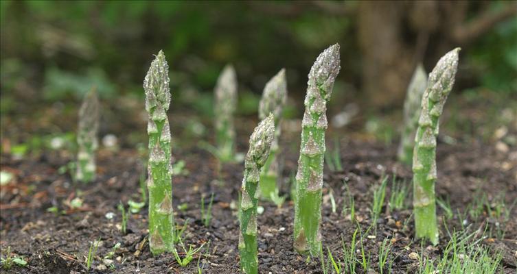 芦笋的养护之阳光爱好者（探寻芦笋生长的阳光秘密）