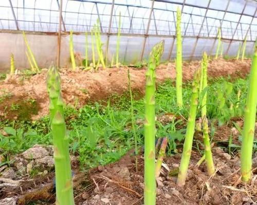 芦笋种子的处理与种植方法（让您轻松种出优质芦笋）