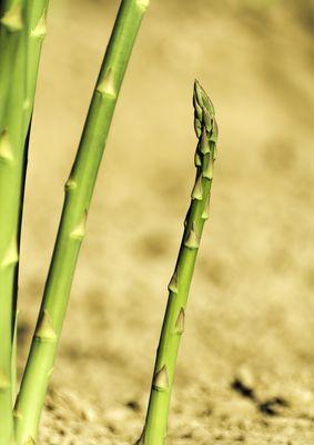 探秘芦笋的生长环境（了解芦笋的种植条件与地理分布）