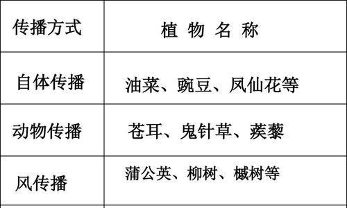 芦笋种子的种植方法（从选种到收获）