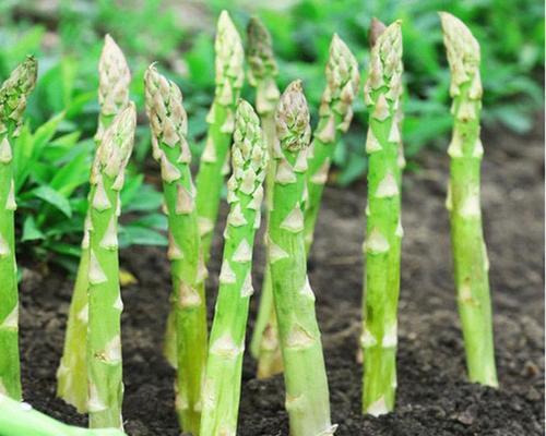 芦笋种子最佳种植时间剖析