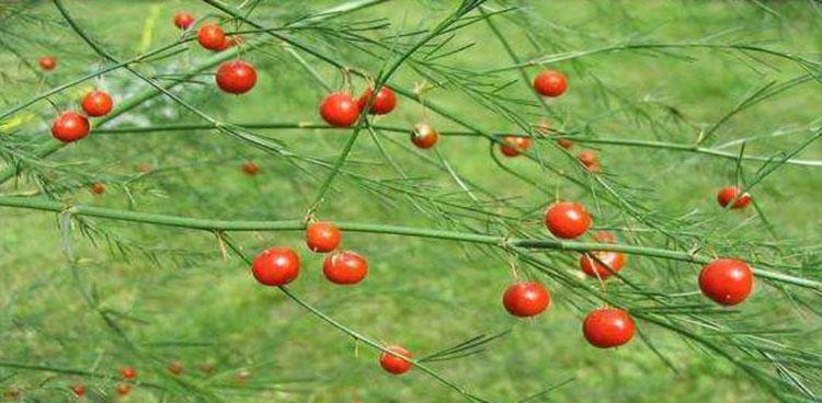 揭开芦笋种子的成长奥秘（从种植到收获）