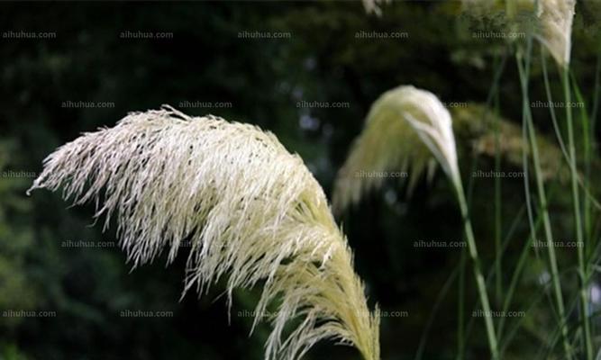 芦苇的象征意义（探寻芦苇在文化中的角色）