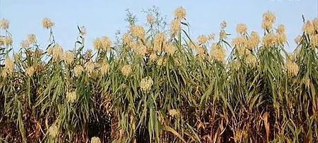 芦苇并非种子植物——揭开芦苇的真面目（探究芦苇属于哪一类植物及其特点）