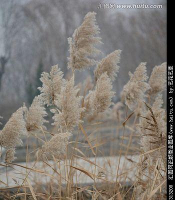 芦苇——水生植物的代表（探究芦苇的分类）