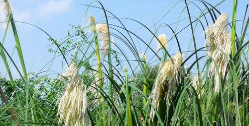 芦苇的生长习性及特点（水边优雅的芦苇林）