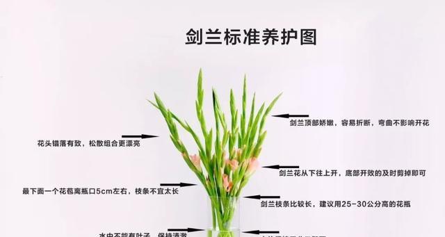 长春花打顶全程指南（时间）