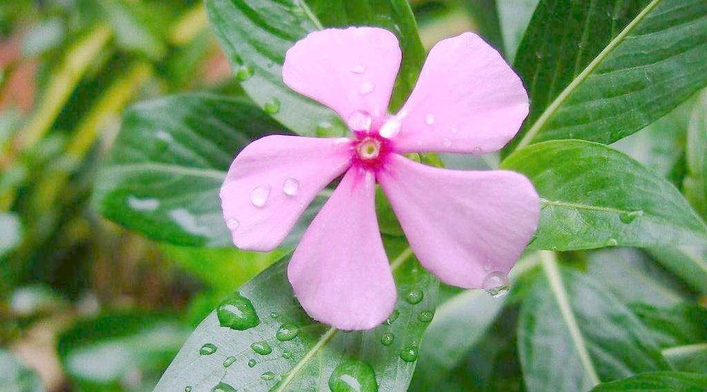 长春花冬天开花的原因和方法（寒冬里的繁花奇迹——长春花的成长之路）