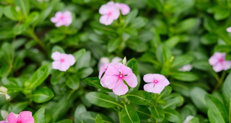 长春花不开花原因及解决方法（揭秘长春花不开花的奥秘）