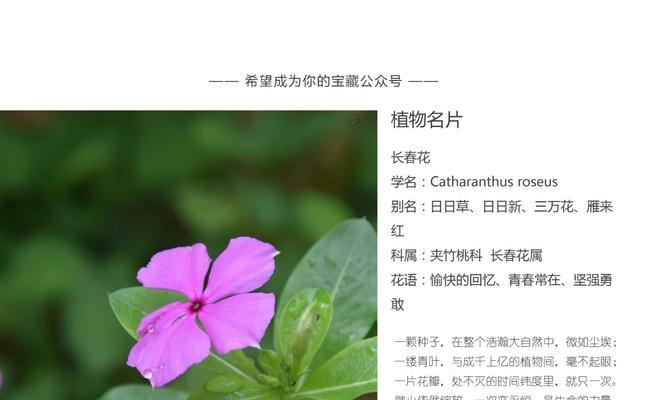 长春花摘心打顶的时间与方法（掌握正确技巧）