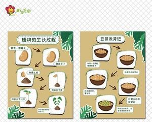 长春花种子的种植方法（学会这些技巧）