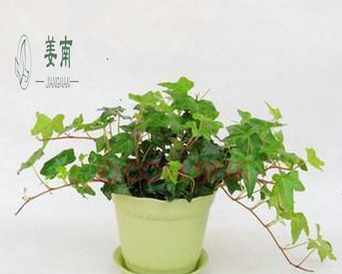 长春藤的种植方式（探讨长春藤种植方法的优缺点及适合条件）