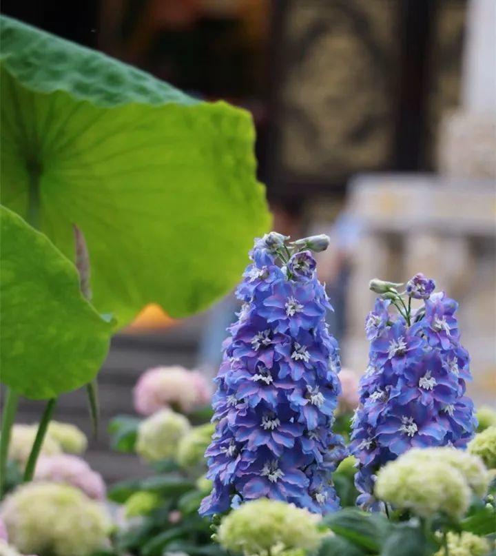 蓝色曼陀罗花语之美丽与神秘（追寻曼陀罗花语的悠久历史与深刻内涵）