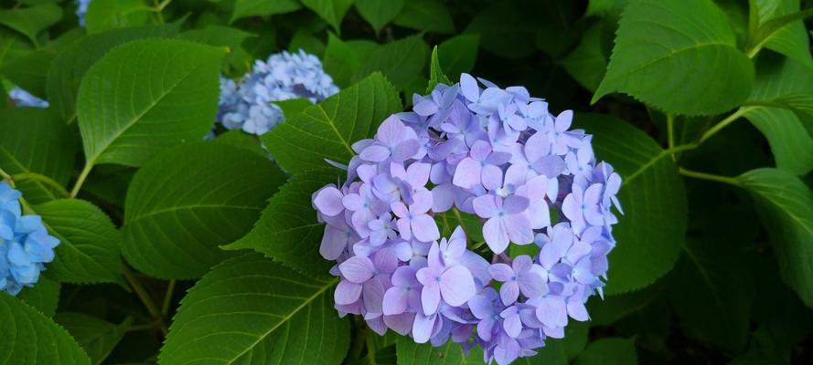 蓝色绣球花（蓝色绣球花花语探秘）