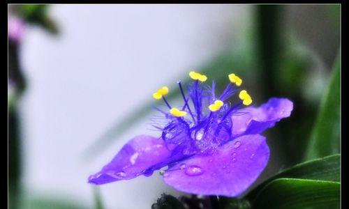 蓝色紫罗兰的花语与意义（探寻蓝色紫罗兰花语的深层内涵）