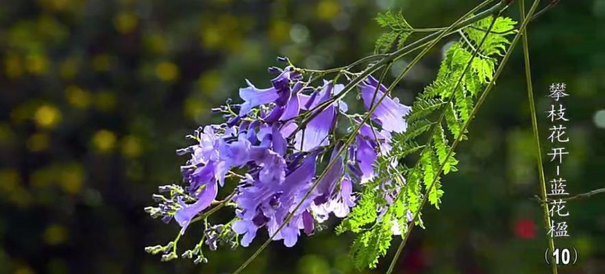 蓝楹花的花语及象征意义（探寻蓝楹花的花语和内涵）