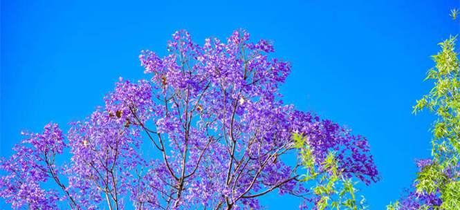 蓝楹花的花语及象征意义（探寻蓝楹花的花语和内涵）