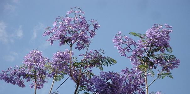 蓝楹树花语——寄托希望与美好（生命的轮回与繁华）