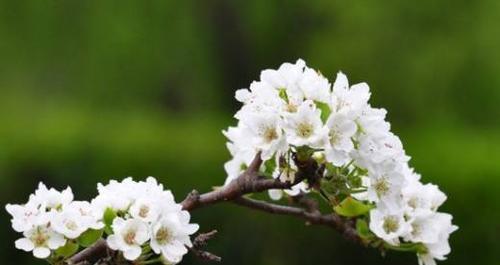 梨花之美（探索梨花所代表的情感）