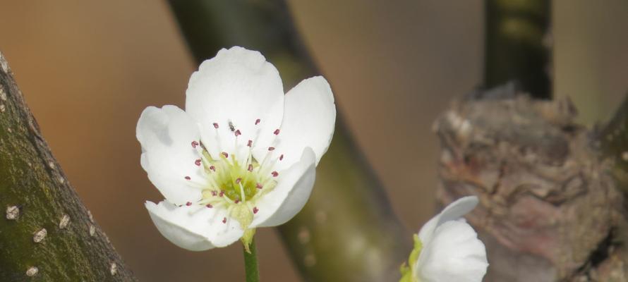 梨花花语的意义与传承（探索梨花的深层含义）