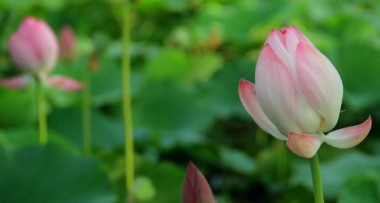 以莲花花语传递的寓意与哲理（探究莲花的象征意义）