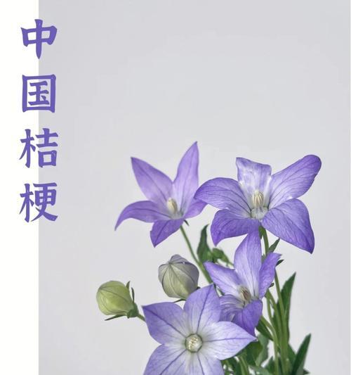 铃铛花的花语及象征意义（揭开铃铛花的神秘面纱）