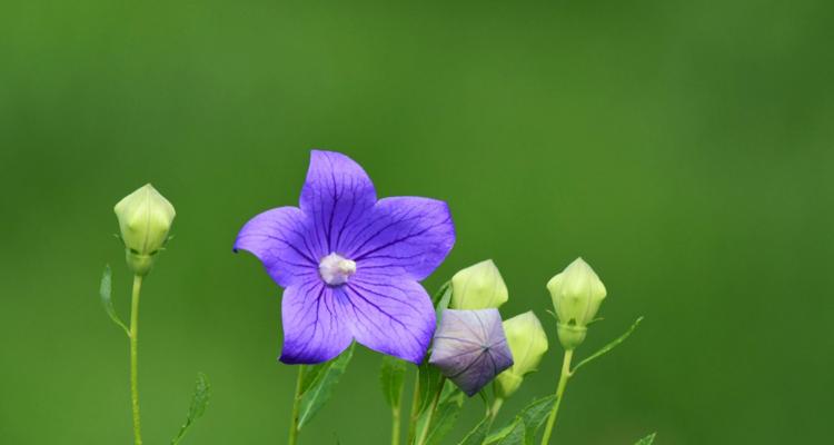 铃铛花的花语及象征意义（揭开铃铛花的神秘面纱）