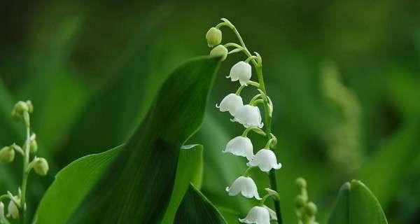 铃兰花（探寻铃兰花的奇妙花语和美丽传说）